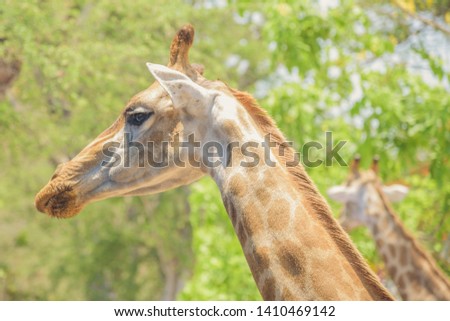 Close up of a giraffe head in park.