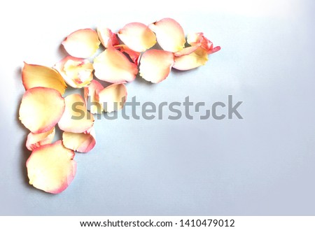 The petals of tea roses on a light gray background. Pastel colors.