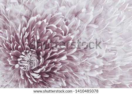 Floral halftone light bordo background. Flower and petals of bordo aster close up.  Nature.