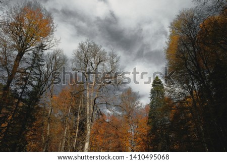 sky front trees in autumn