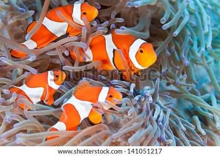 Shoal of clownfish Royalty-Free Stock Photo #141051217