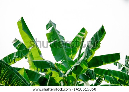 Banana leaf isolated on white background. Pollution free symbol. Tropical plant foliage with visible texture. Green banana leaves of exotic palm tree in sunshine on white background.