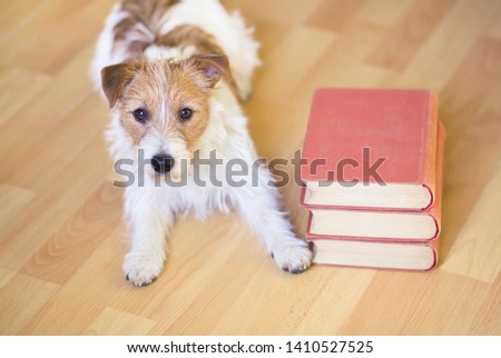 Pet training, back to school concept - cute obedient jack russell puppy dog laying with books