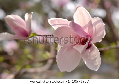 Magnolia flower close up. Flowering magnolia tree. Lilac Magnolia in Beijing.