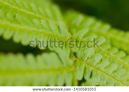 Close-up of green leaves in the forest. Spring background. Macro