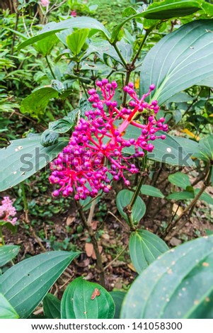 Pink wild flower in Chiang mai of Thailand