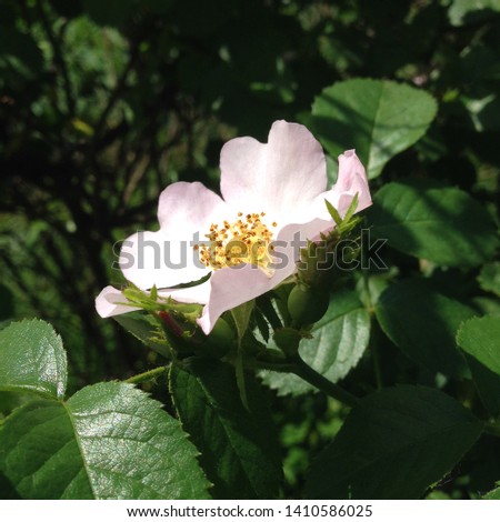 Macro photo nature blooming dogrose. Background texture of pink rosehip buds flowers. An image of a flowering shrub plant dog rose.