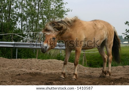 A horse in the paddock after some rolling, trying to get the sand out of it's coat
