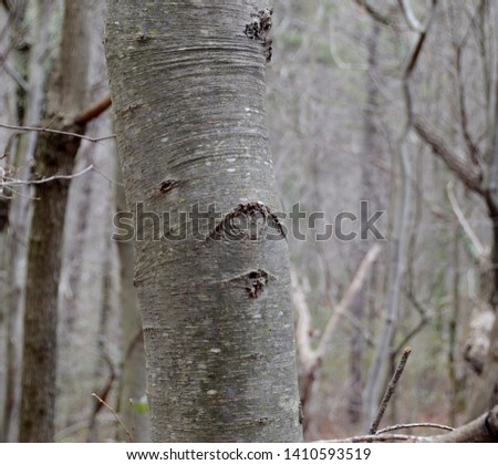 A view of the neutral colors and subtle textures comprising the eyes of alder and aspen trees at branch nodes in a forest of speckled alder trees on a cloudy day in winter
