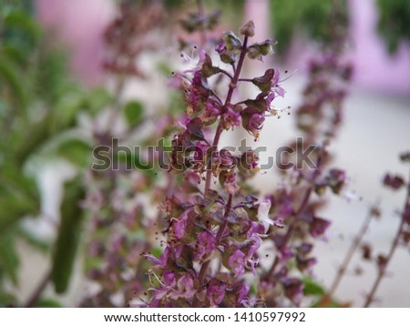 Indian Holy Basil Flower Macro Shot at Home Closeup Photography