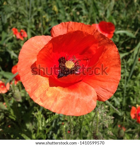 Macro photo nature flowers blooming poppies. Background texture of red poppies flowers.