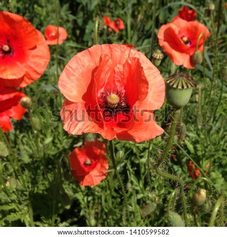 Macro photo nature flowers blooming poppies. Background texture of red poppies flowers. Stock phhoto field of red poppies.