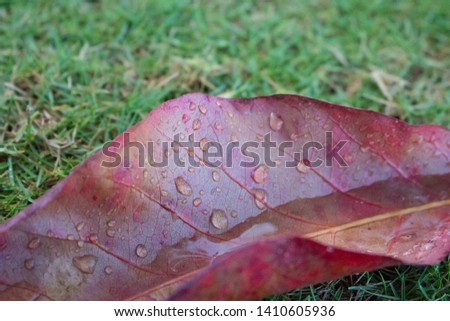 Red leaf with rain drop on green grass background.  Autumn nature. Nature close up. Beautiful flora concept. Bright foliage. Freshness after rain. 