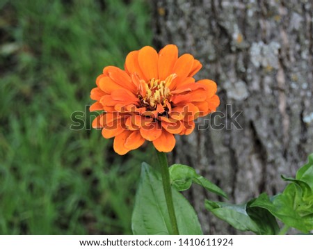 Orange flower in summer garden