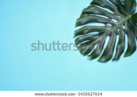 Green fresh monstera leaf on color background, top view with space for text. Tropical plant