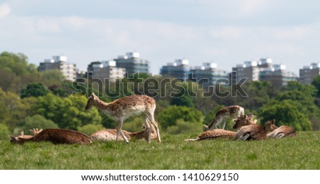 Red deer (Cervus elaphus) and fallow deer (Dama dama) with London skyline in background, United Kingdom