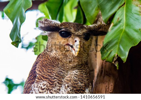 Picture of an Owl sitting on a Tree
