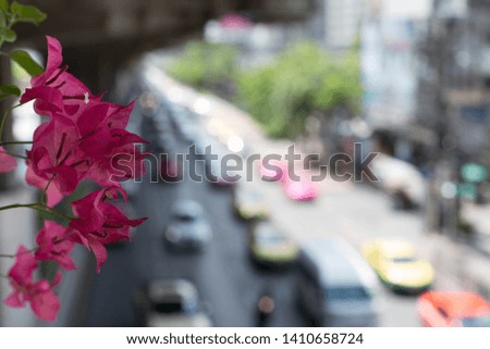 The car ran on the road. Looking from the overpass through flowers bougainvillea Planted on the bridge Focus clearly foreground at the flower. And  blurred at the car on the road below
