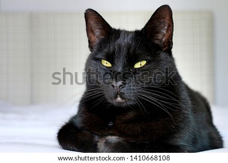 Black Cat sitting on bed with white and grey background  Royalty-Free Stock Photo #1410668108