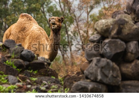 A camel in the Golan Heights