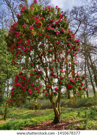 Rhododendron is a genus of 1,024 species of woody plants in the heath family, either evergreen or deciduous, and found mainly in Asia.