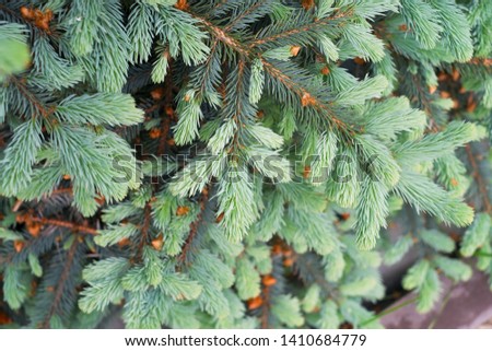 Photo of fir tree, cones in spring