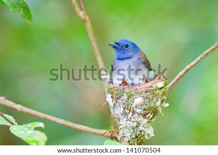 The Black-naped Monarch or Black-naped Blue Flycatcher (Hypothymis azurea) is a slim and agile passerine bird belonging to the family of monarch flycatchers.