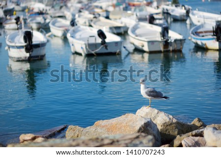 Seagull in marina of Lerici town, located in the province of La Spezia in Liguria, part of the Italian Riviera, Italy.