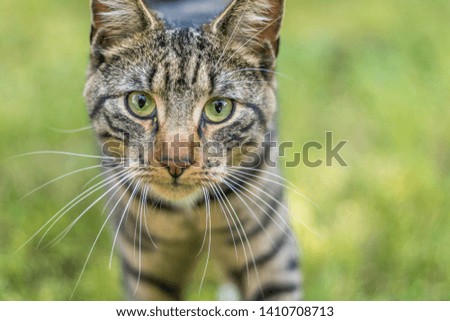 Young green-eyed Mackerel Tabby Cat closeup in the grass