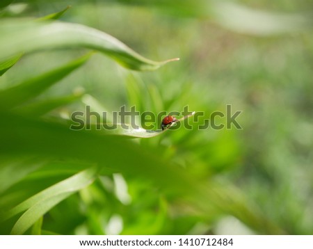 Ladybug crawls over a green leaf on a blurred background of nature