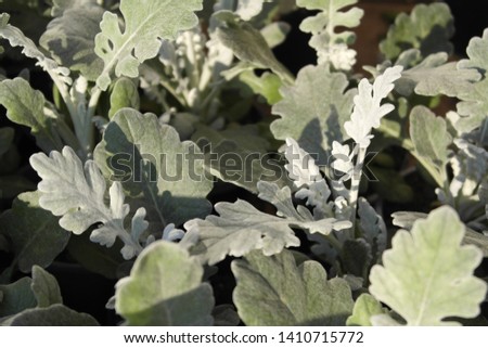 Green leaves with blurred background