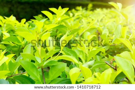 Green background of ornamental plants in a public park with shining light of morning