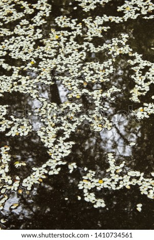 The flowering season is over, and in the dark cold puddle there are white fallen petals of an apple tree, branches and an overcast sky are reflected in it