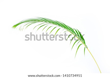 Green palm leaves (Dypsis lutescens) or Golden cane palm, Areca palm leaves, coconut leaves or Tropical foliage isolated on white background