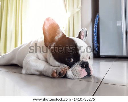 French Bulldog lying on the ground