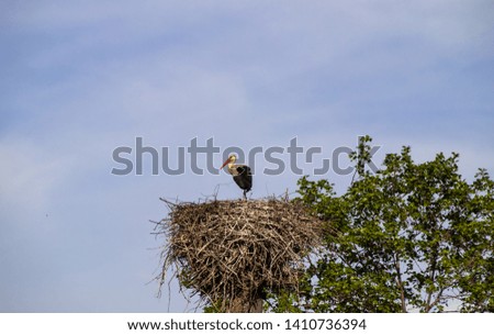 A stork in a nest on a power line is dangerous for the bird itself.