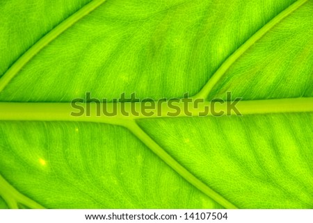 Close up photo of young leaf