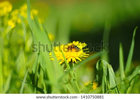 BEAUTIFUL SPRING PICTURES OF FLOWERS