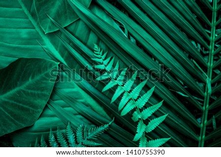 abstract green palm leaf fern leaf  texture, nature background, tropical leaf