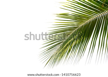 coconut leaf isolated on white background with clipping path