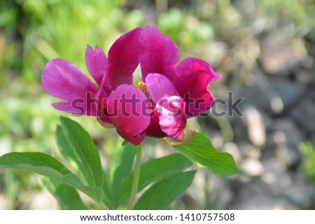 Natural tulips and peony are the ornaments of nature with red colors.