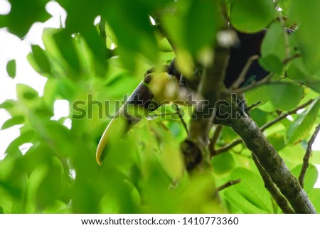 A beautiful Choco Toucan in a tree in Costa Rica