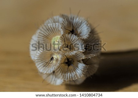 Macro picture of a dry flower