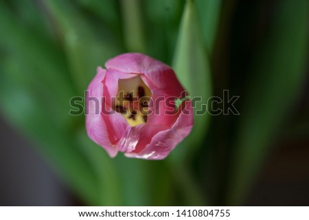 Picture of some dutch tulips