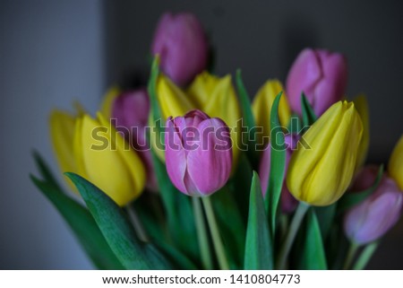 Picture of some dutch tulips