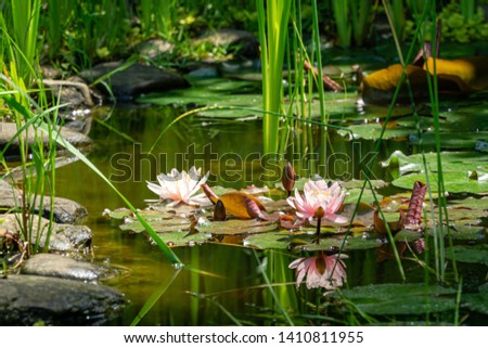 Magic of nature with pink water lilies or lotus flowers Marliacea Rosea. Nympheas are reflected in dark pond water with beautiful bright green plants. Selective soft focus. Nature concept for design