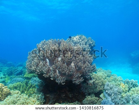 Coral in the shallow tropical blue sea. Snorkeling on the reef, underwater seascape photography. Ocean ecosystem picture. Marine life. Corals and fish.