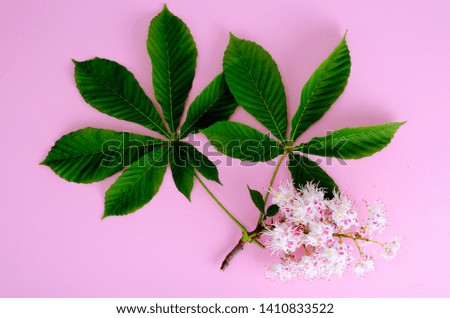 Chestnut branch with leaves and flower on bright background. Studio Photo