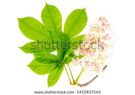 Green leaves and chestnut tree inflorescence isolated on white. Studio Photo