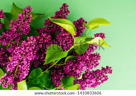 Greeting card, banner of flowers lilac on bright background. Studio Photo